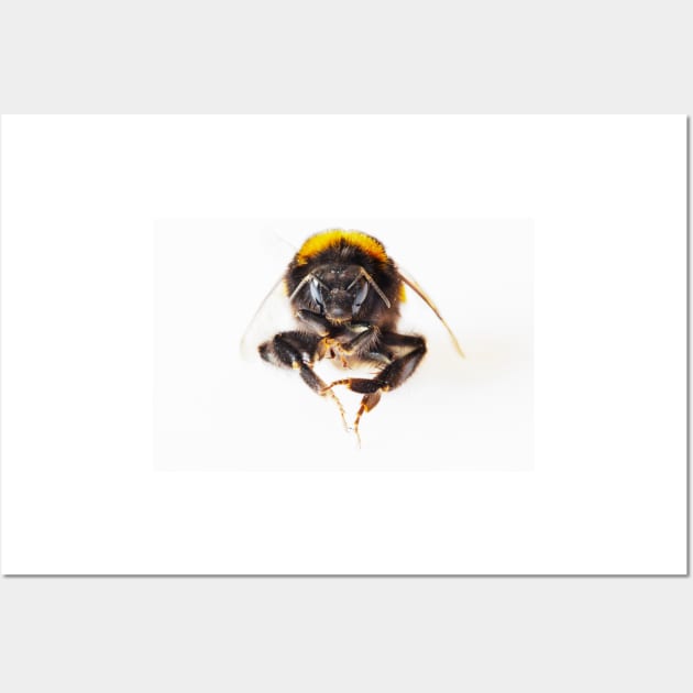 Bumble Bee Wall Art by GrahamPrentice